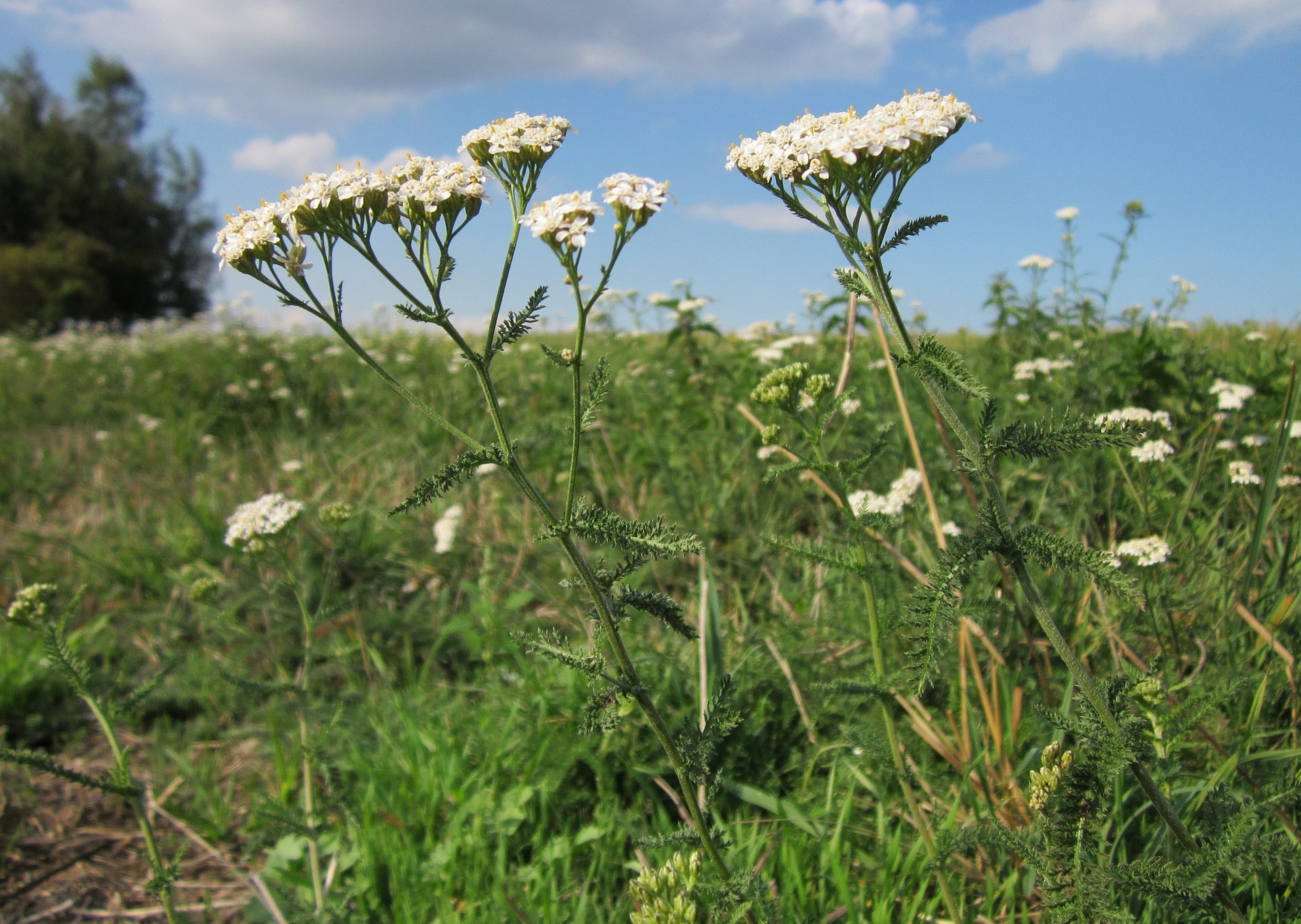 yarrow in a field