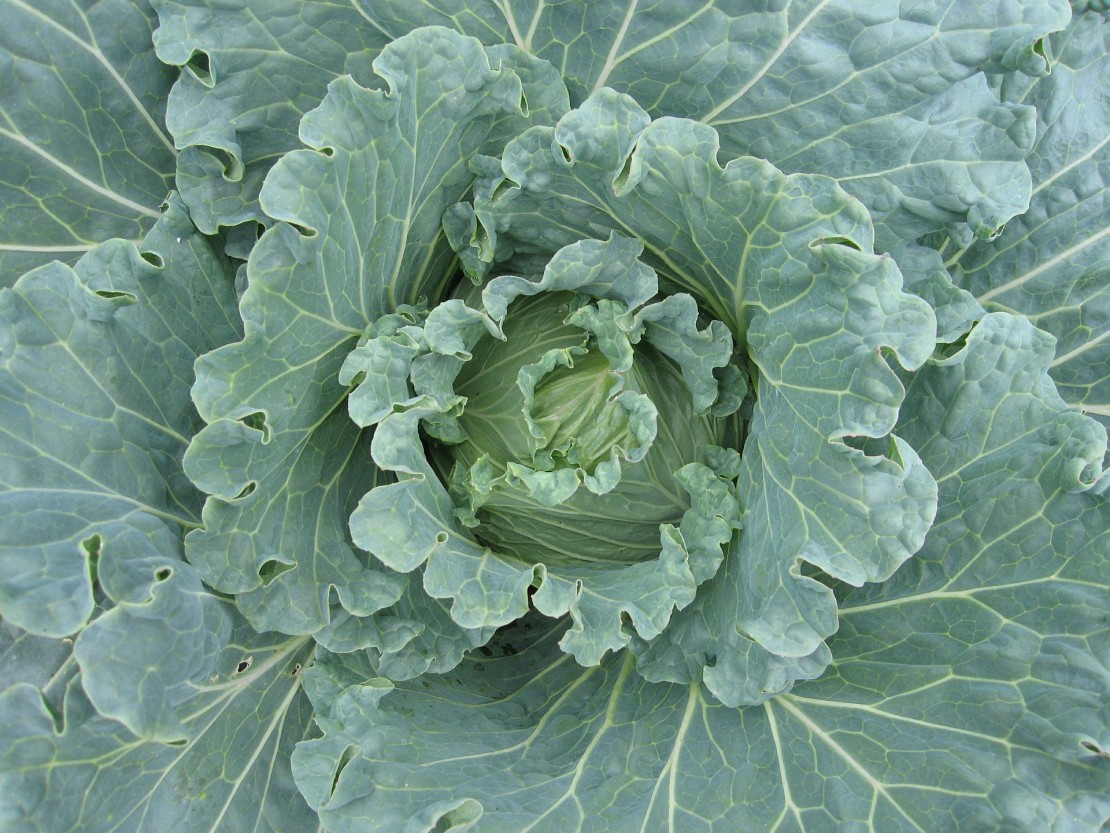 cabbage-433944_1920