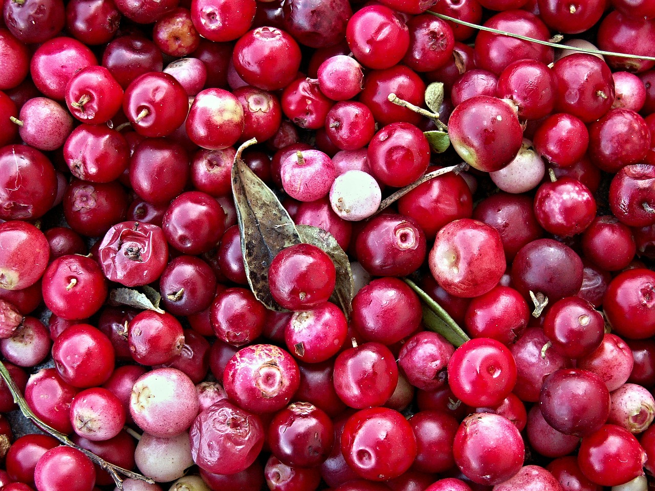 cranberries 