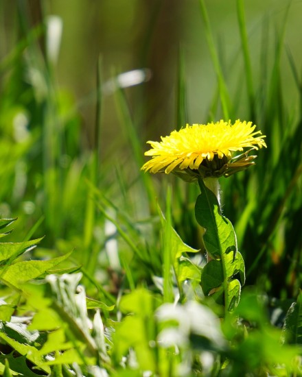 6 Spring Herbs You Can Forage Now | Herbal Academy | Foragers everywhere look forward to the first spring foliage that bursts from the earth. Here are 6 spring herbs you can forage now!