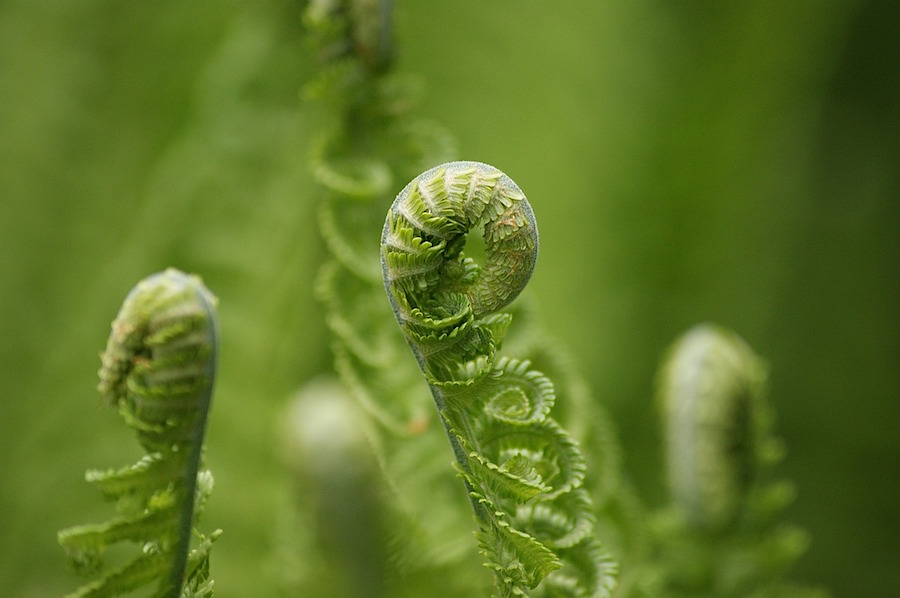 close up of a fiddlehead fern