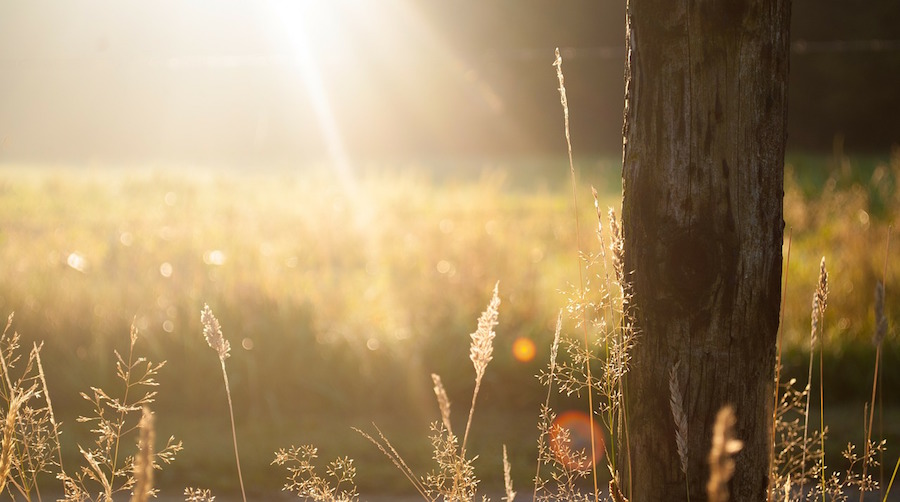 sunlight spilling onto grass and trees