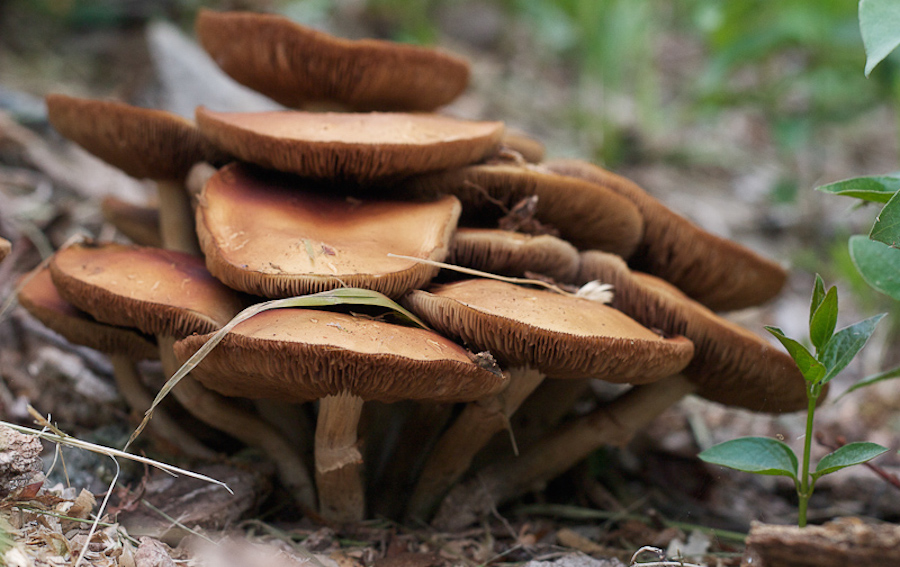 10 Amazing Mushrooms For Wellness (+ Free Mushroom Download) | Herbal Academy | Learn how you can use 10 amazing mushrooms for wellness, and get a free mushroom graphic download to help you remember them too.