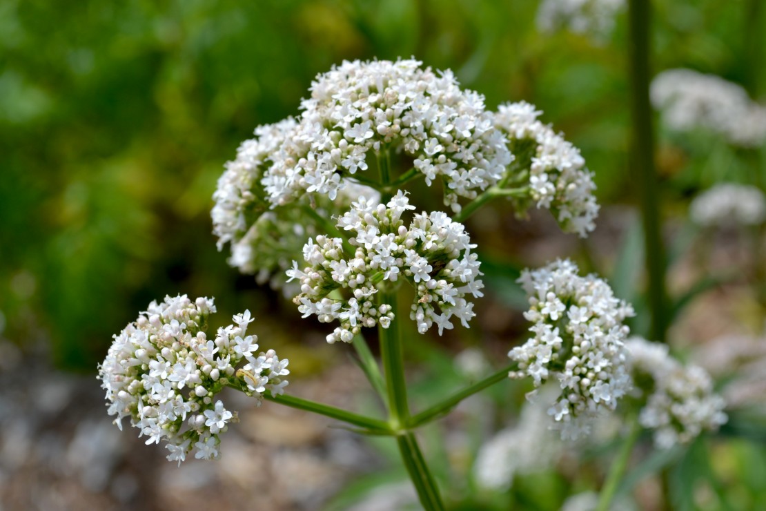 fresh valerian