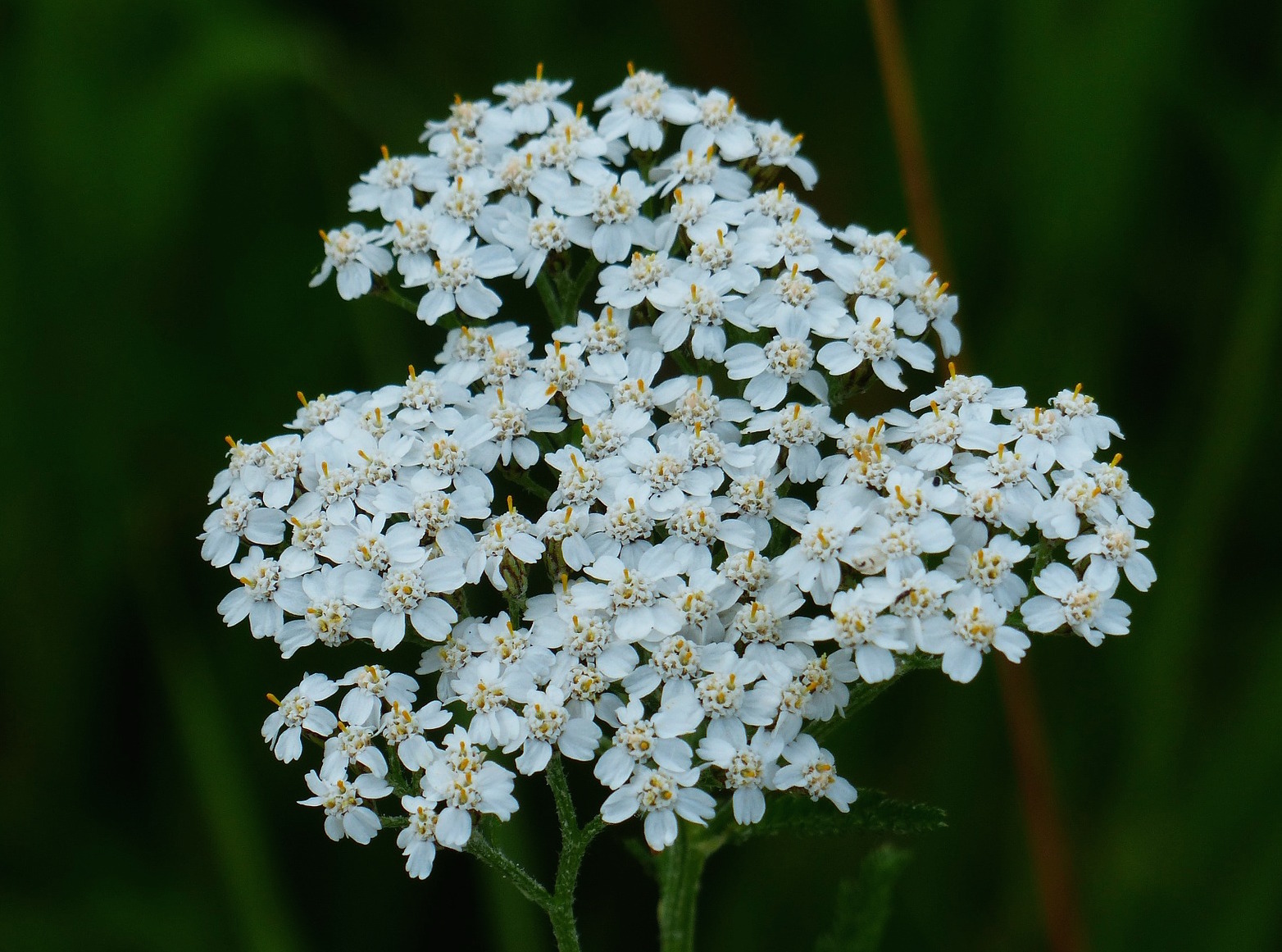 yarrow growing outside