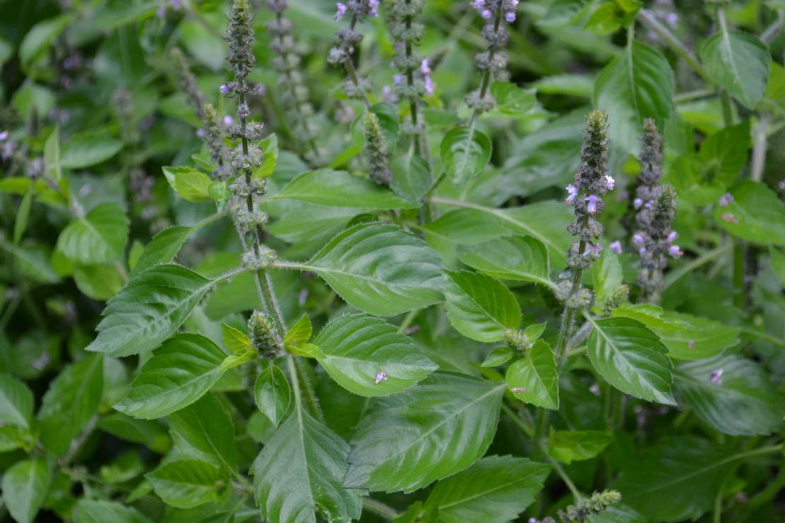 Holy Basil - Herbal Academy