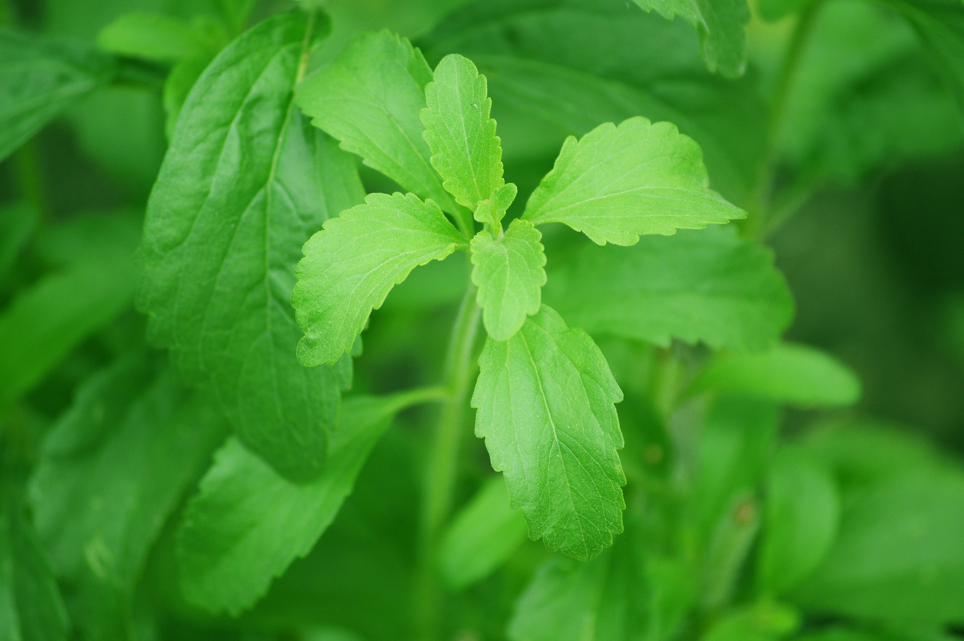 close up of stevia plant