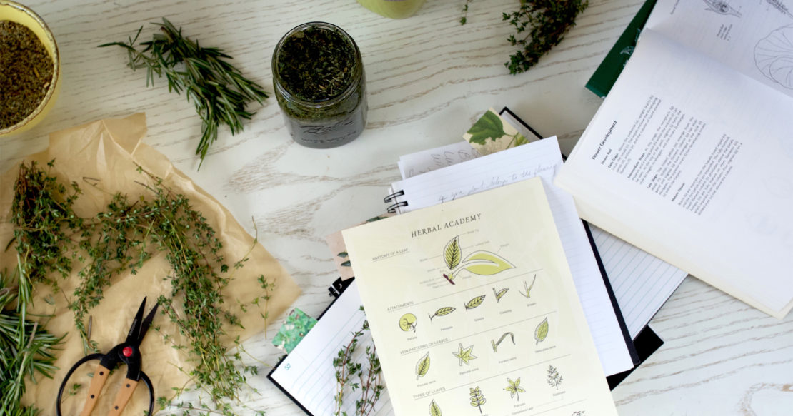 Summer: The Perfect Time To Work On Your Herbal Studies | Herbal Academy | Summer school is in session. Learn how you can grow your herbal knowledge in an easy, systematic way with summer herbal studies.