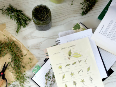 Summer: The Perfect Time To Work On Your Herbal Studies | Herbal Academy | Summer school is in session. Learn how you can grow your herbal knowledge in an easy, systematic way with summer herbal studies.