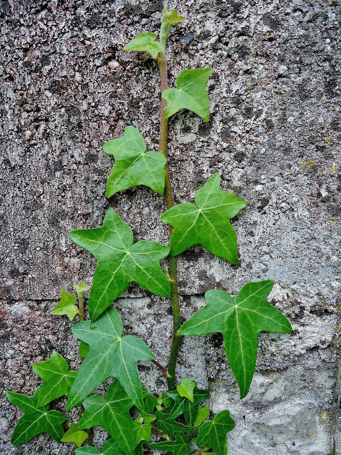 History and Uses of Common Ivy - a holiday plant