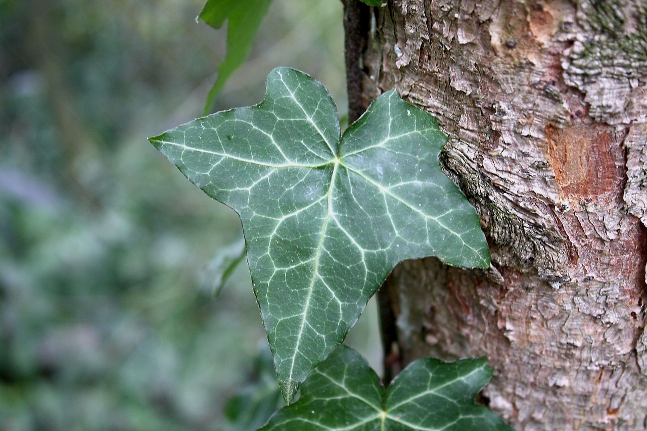 The History and Uses of Common Ivy