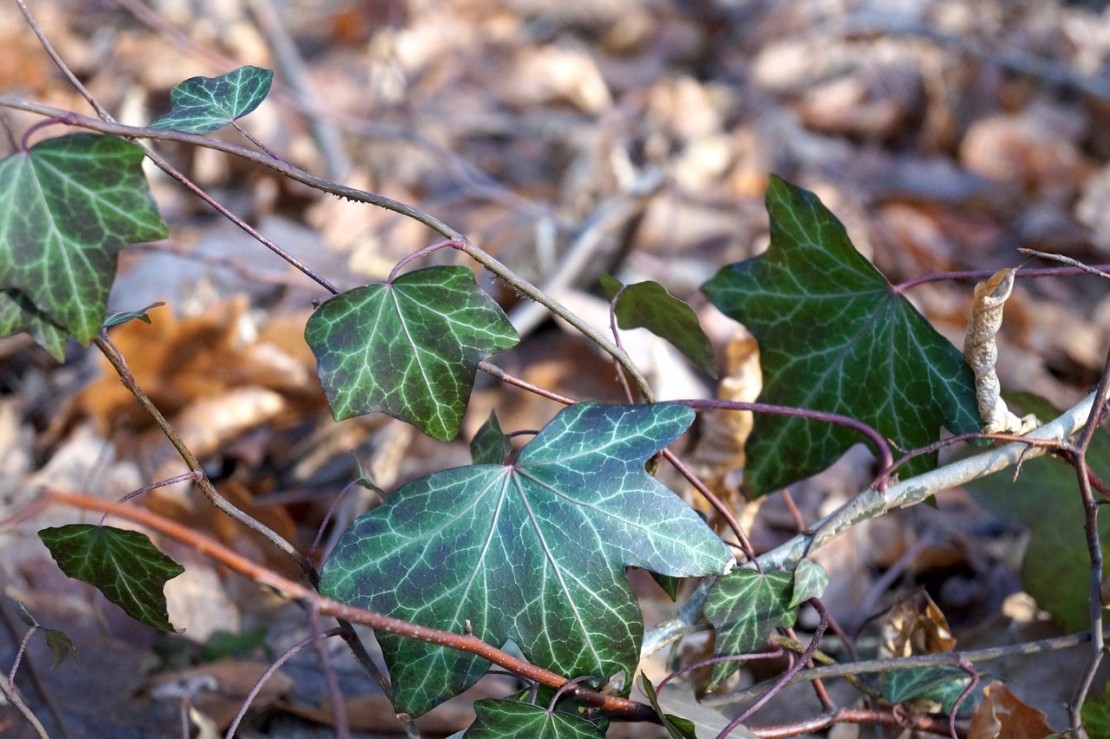 History and Uses of Common Ivy - a holiday plant