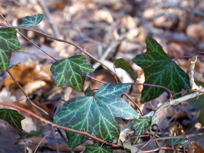 History and Uses of Common Ivy - a holiday plant
