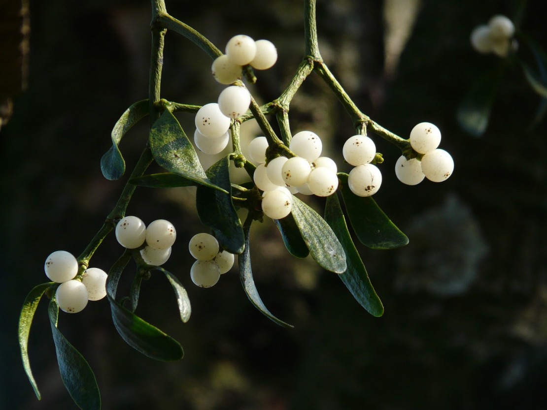 The Medicinal Mistletoe | Herbal Academy | Come and learn all about the amazing health benefits of medicinal mistletoe and how you can use it for you and your family.