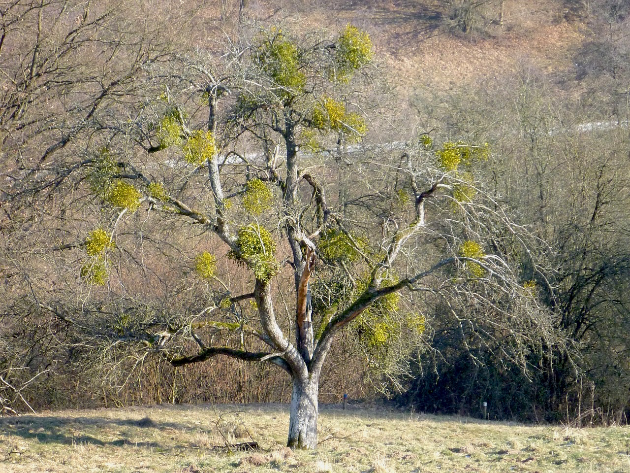 The Medicinal Mistletoe | Herbal Academy | Come and learn all about the amazing health benefits of medicinal mistletoe and how you can use it for you and your family.