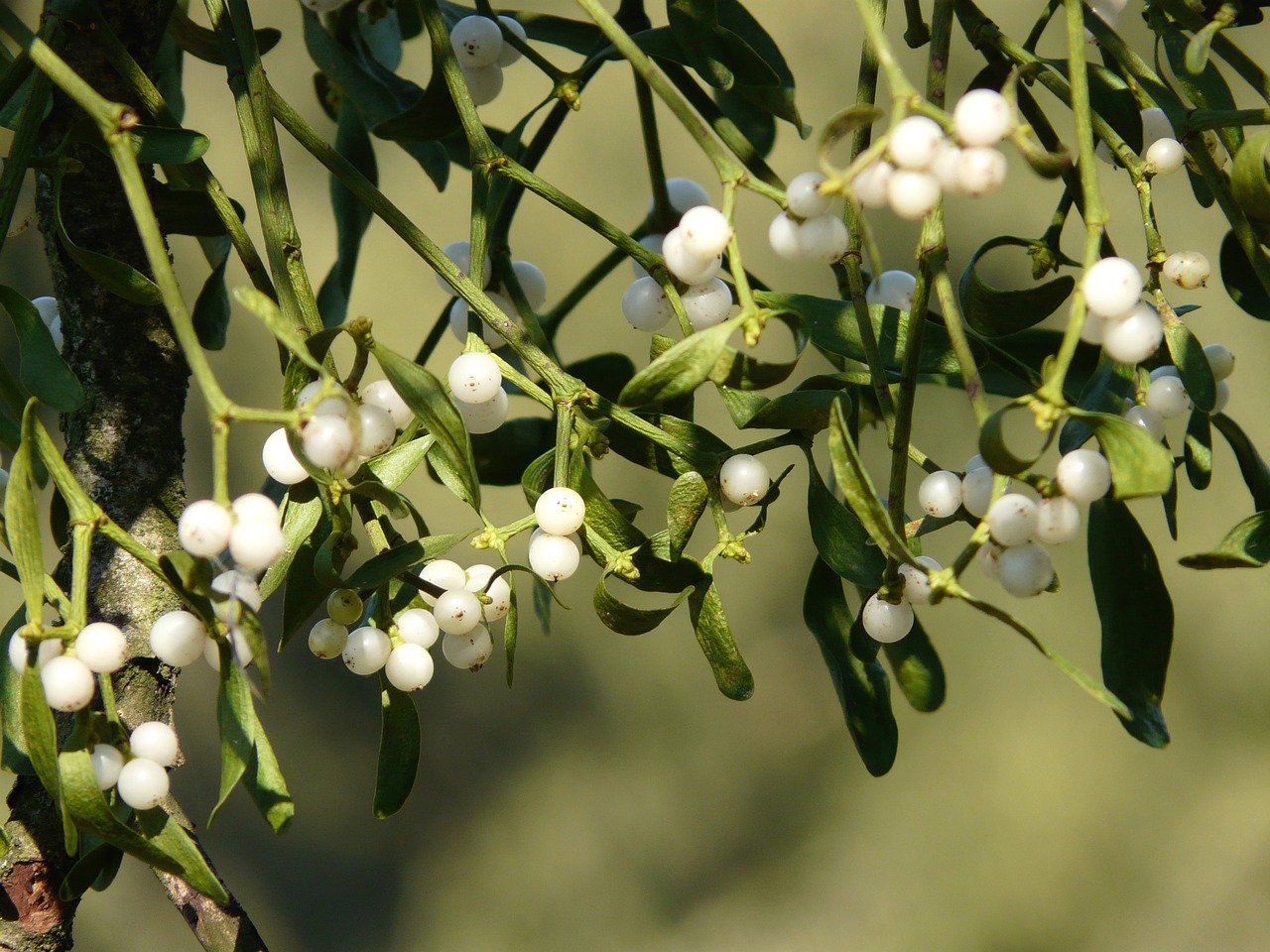 The Medicinal Mistletoe | Herbal Academy | Come and learn all about the amazing health benefits of medicinal mistletoe and how you can use it for you and your family.