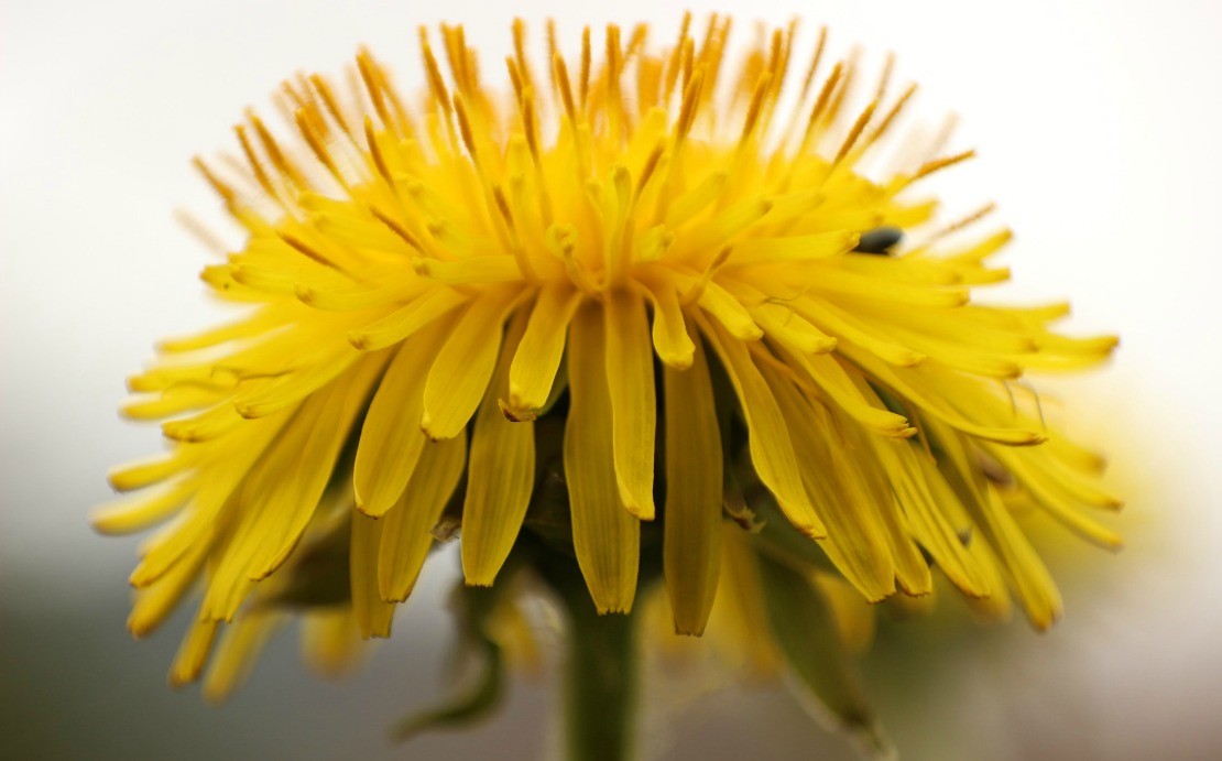 A Family Herb: Dandelion – Herbal Academy