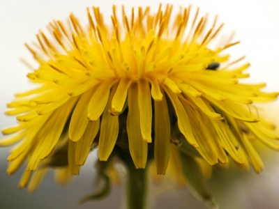 A Family Herb: Dandelion | Herbal Academy |The humble dandelion is a surprisingly beneficial plant for every member of the family. Learn how to use this plant for good health!