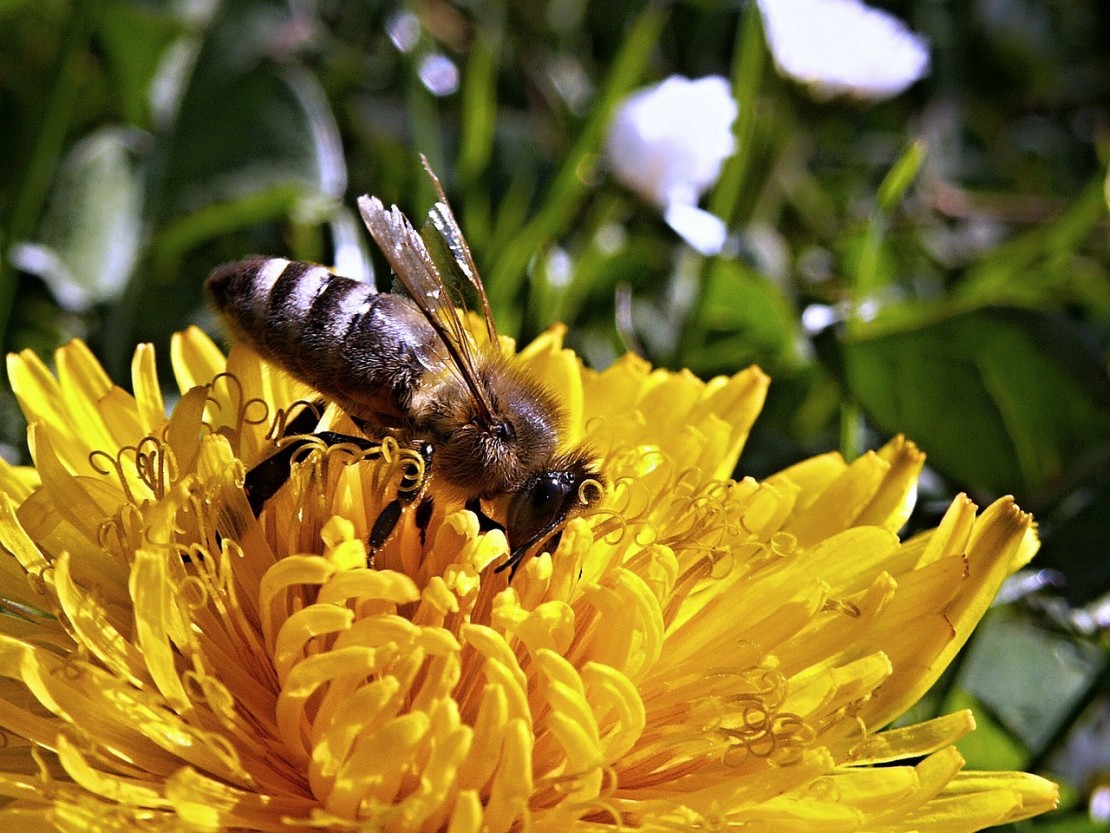 A Family Herb: Dandelion | Herbal Academy |The humble dandelion is a surprisingly beneficial plant for every member of the family. Learn how to use this plant for good health!