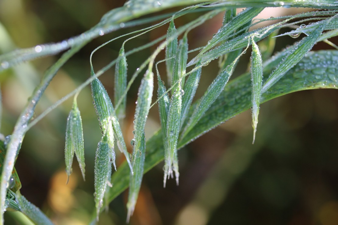 How To Have A Sensational Experience With Oatstraw | The Herbal Academy | Experience the sensation of oatstraw with this vivid post!