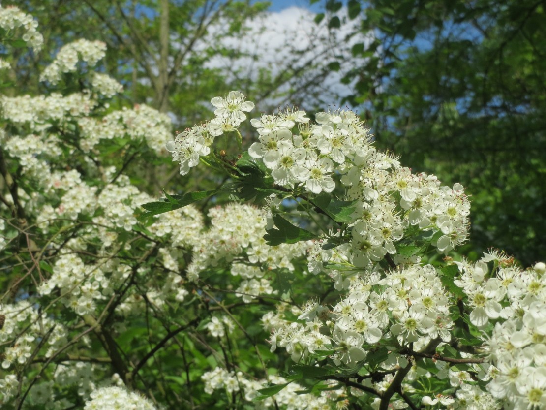 Herbs For Valentine's Day - Hawthorn