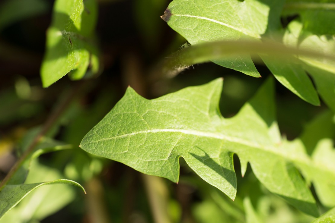 A Family Herb: Dandelion | Herbal Academy |The humble dandelion is a surprisingly beneficial plant for every member of the family. Learn how to use this plant for good health!