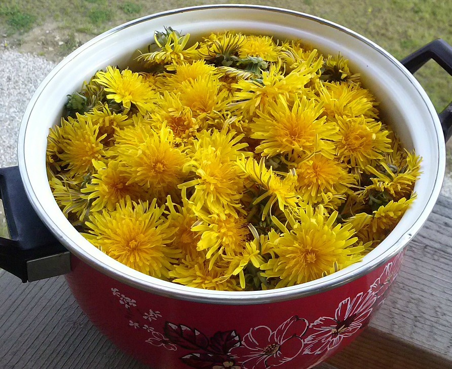 A Family Herb: Dandelion | Herbal Academy |The humble dandelion is a surprisingly beneficial plant for every member of the family. Learn how to use this plant for good health!