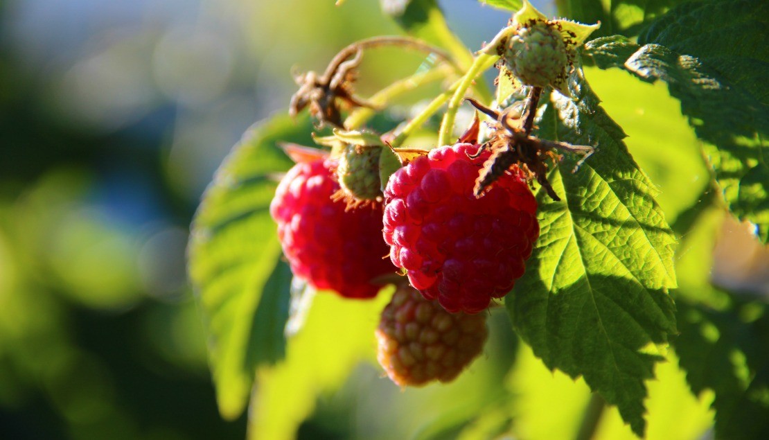 Raspberry Leaf Benefits For Women | The Herbal Academy Blog | Find out the many health benefits raspberry leaf offers for women!