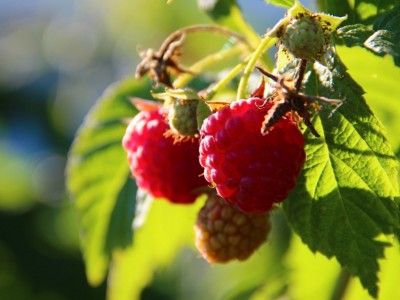 Raspberry Leaf Benefits For Women | The Herbal Academy Blog | Find out the many health benefits raspberry leaf offers for women!