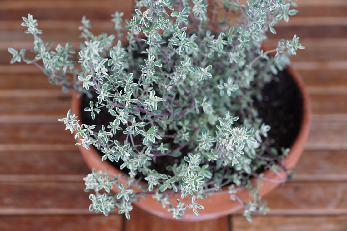 Thyme is an Herb for Winter Health | Herbal Academy Blog | Learn all about the many uses of the herb thyme!