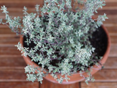 Thyme is an Herb for Winter Health | Herbal Academy Blog | Learn all about the many uses of the herb thyme!