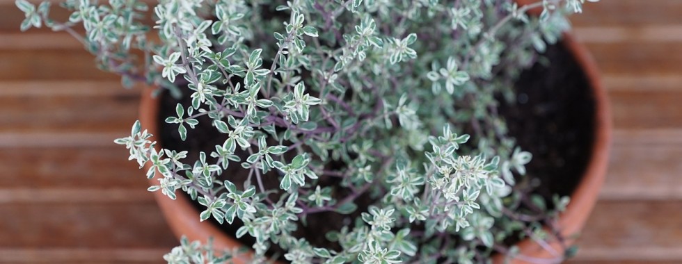 Thyme is an Herb for Winter Health | Herbal Academy Blog | Learn all about the many uses of the herb thyme!