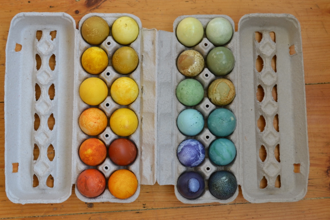 dyed Easter eggs in eggs cartons