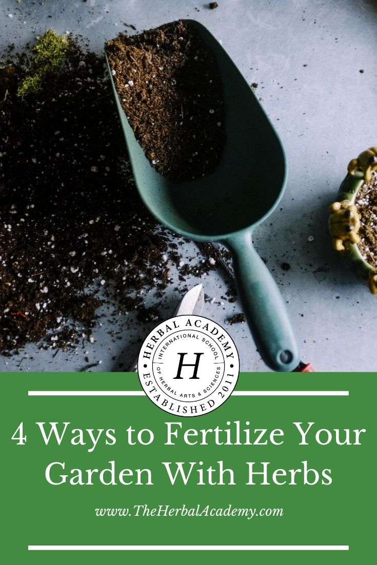 6 Ways To Fertilize Your Garden With Herbs | The Herbal Academy | Herbs can add healthy nutrition to any garden. Learn how to use them as a fertilizer.