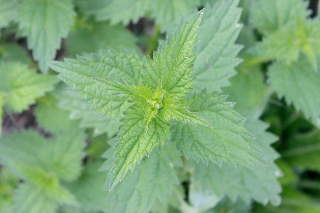 Nettle  ACORN Herb School