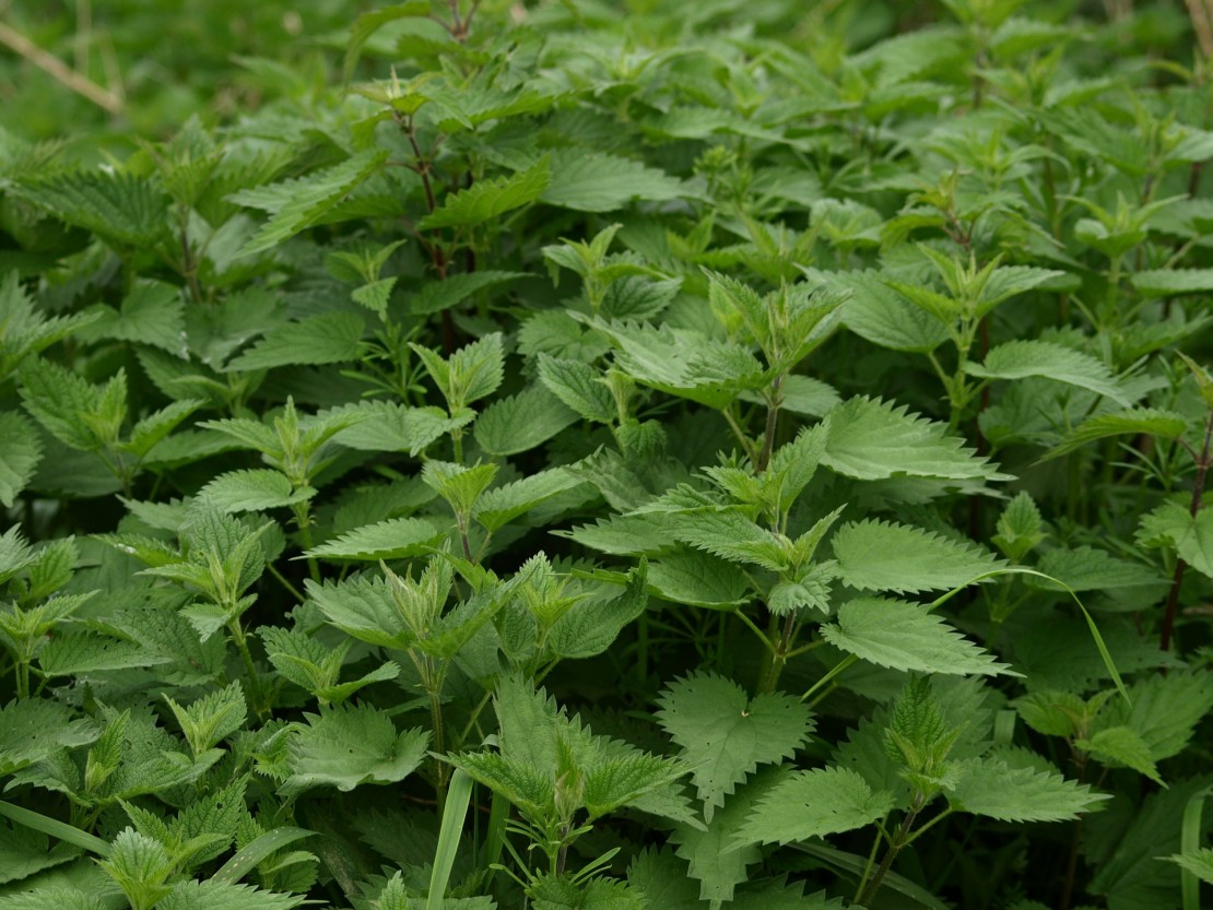 Nettle  ACORN Herb School