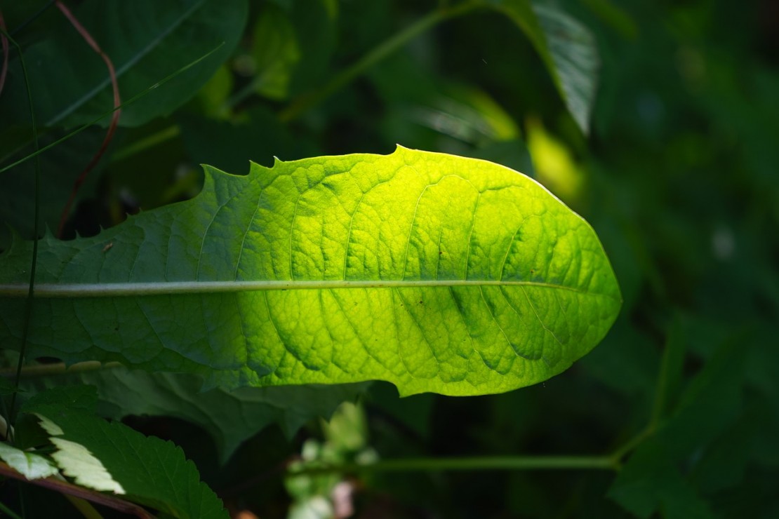 How To Use Dandelion Greens For A Healthy Liver | Herbal Academy | Dandelions are surprisingly nutritious! Here are 4 ways to use them in your diet for a healthy liver!