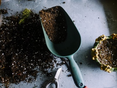 6 Ways To Fertilize Your Garden With Herbs | The Herbal Academy | Herbs can add healthy nutrition to any garden. Learn how to use them as a fertilizer.
