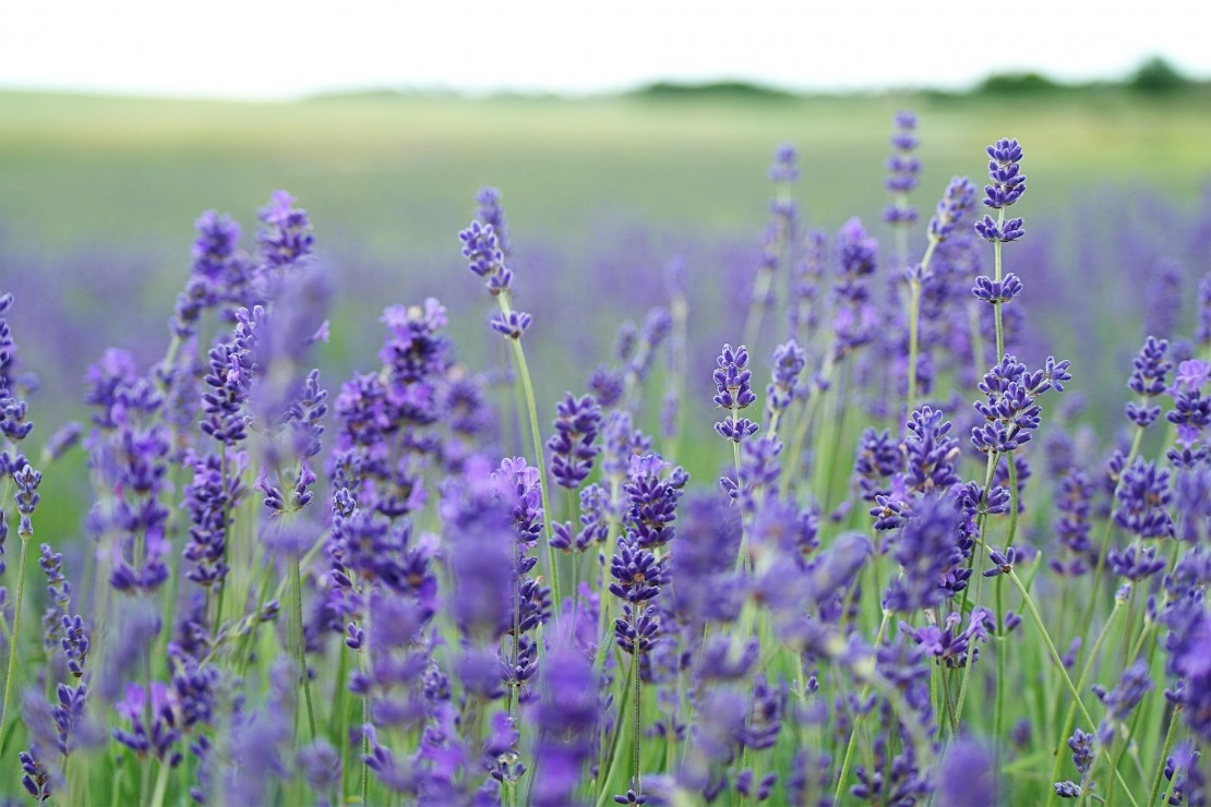 All About Edible Flowers - How to Use Lavender