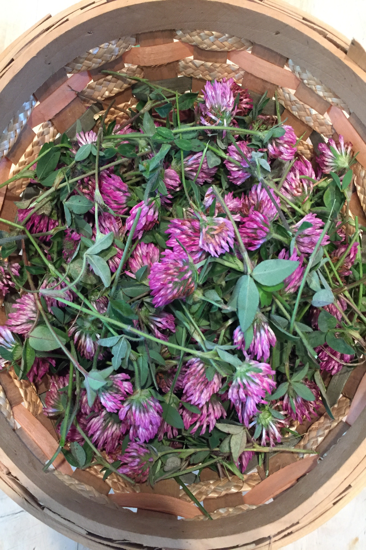 basket of red clover