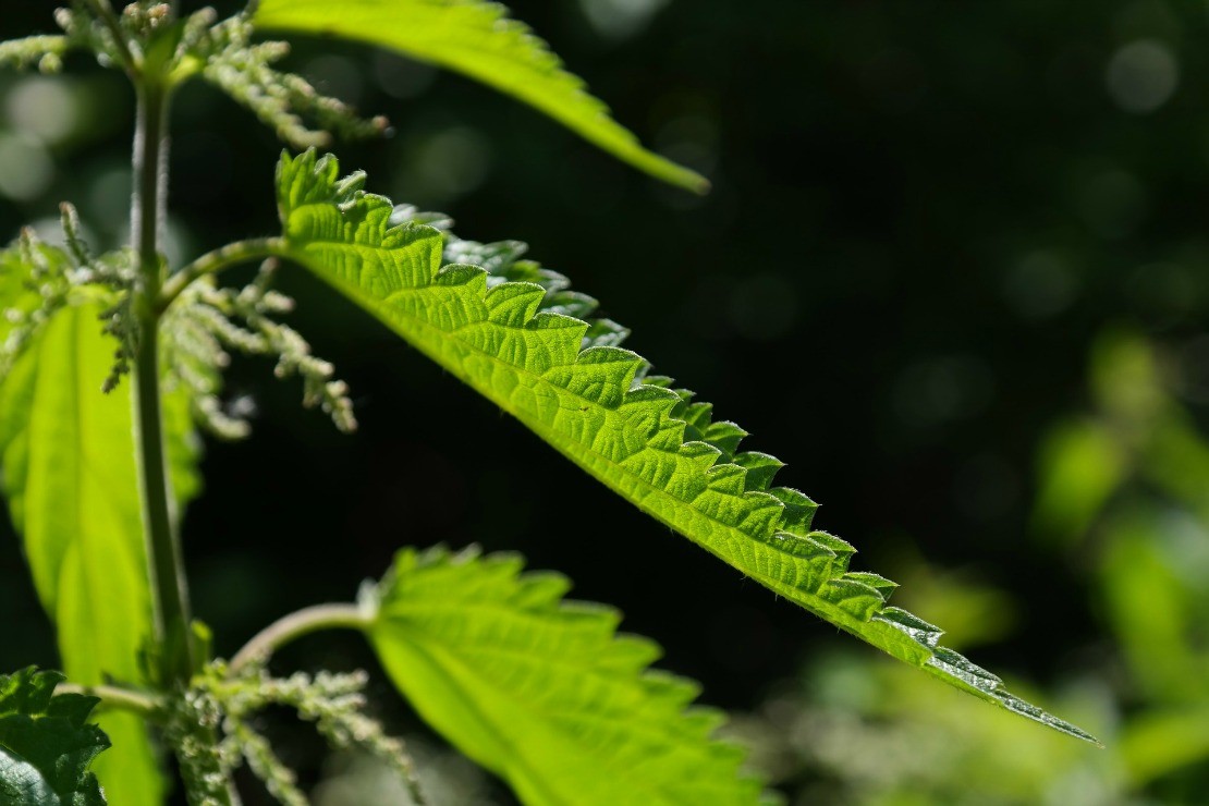 Nettle  ACORN Herb School