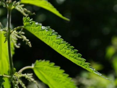 A Family Herb: Stinging Nettle Leaf Uses | Herbal Academy | Stinging nettle is known as an overall nourisher and strengthener and is chock full of vitamins and minerals. Learn the many uses of this spring plant!