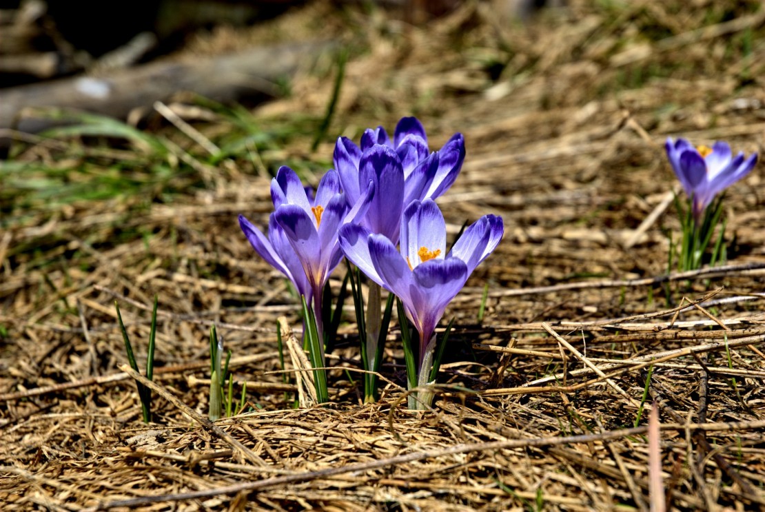 How To Make An All-Purpose Herbal Cleaning Spray For Spring Cleaning | Herbal Academy | Spring cleaning is another opportunity to integrate herbs into our lives. Here's an easy way to do it with an all-purpose herbal cleaning spray!