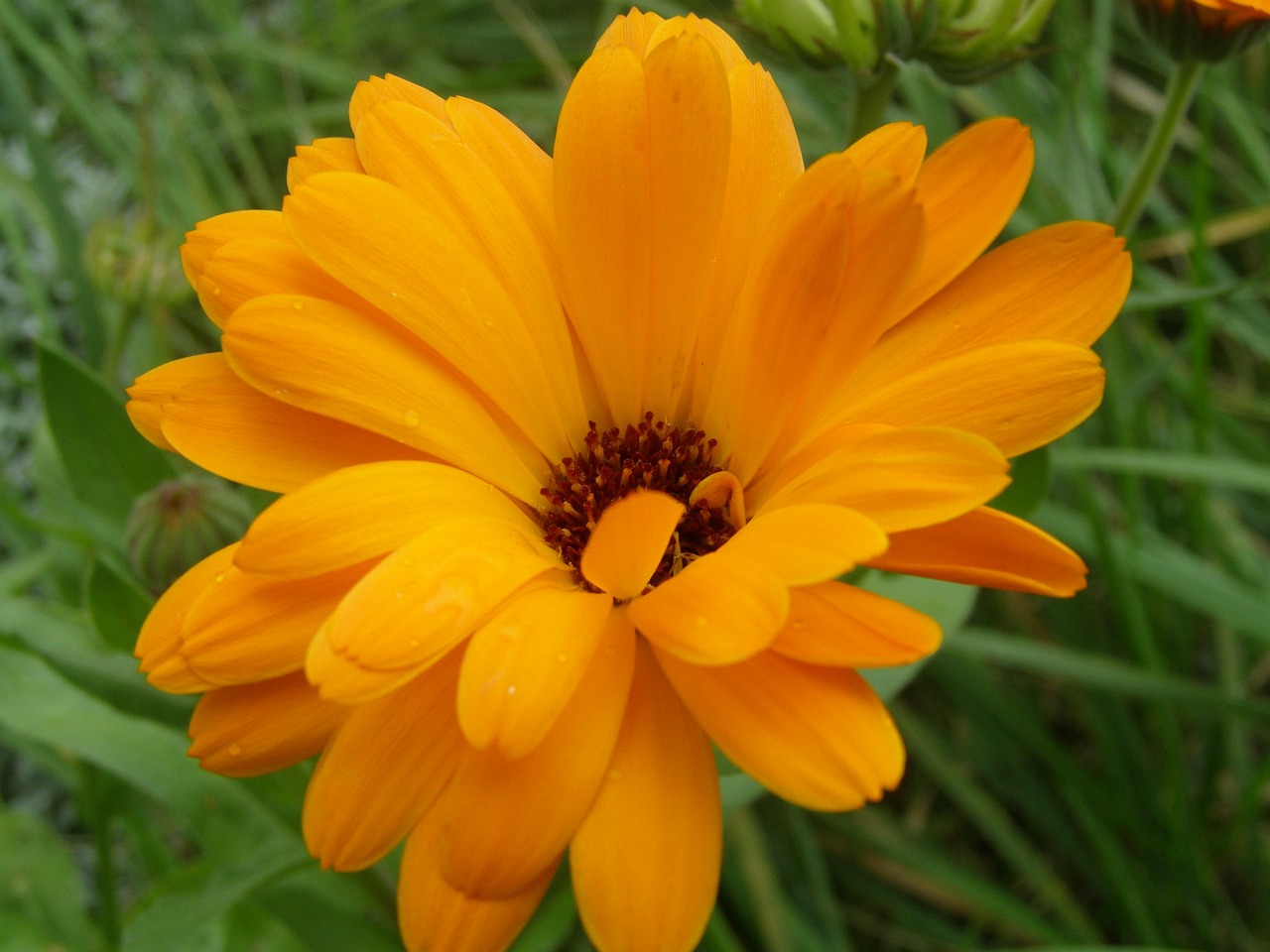 A Family Herb: Helpful Calendula Blossoms | Herbal Academy | Come learn all about calendula blossoms and how to use them in your family!