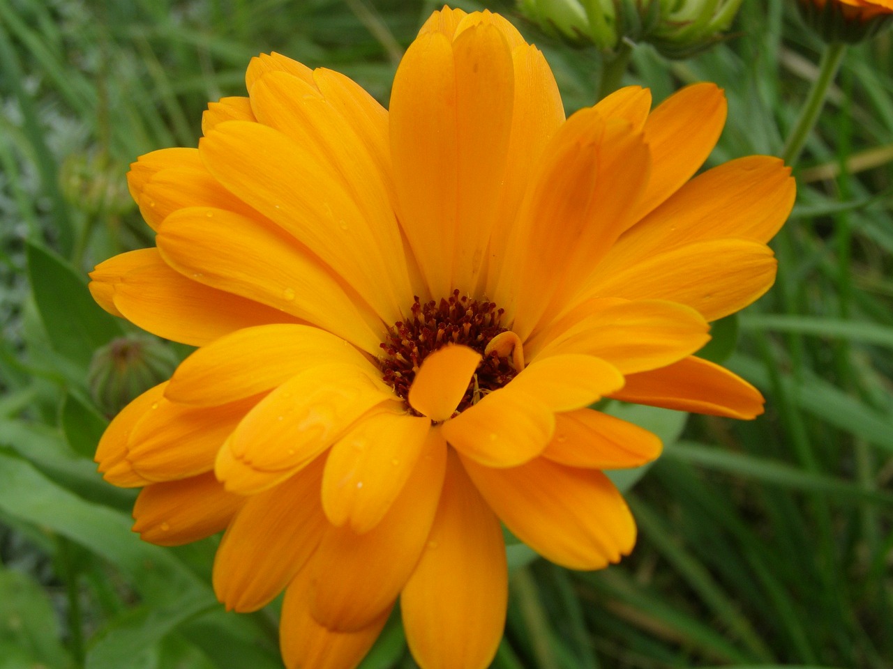 Dried Calendula Flower Blossoms – Red Moon Herbs