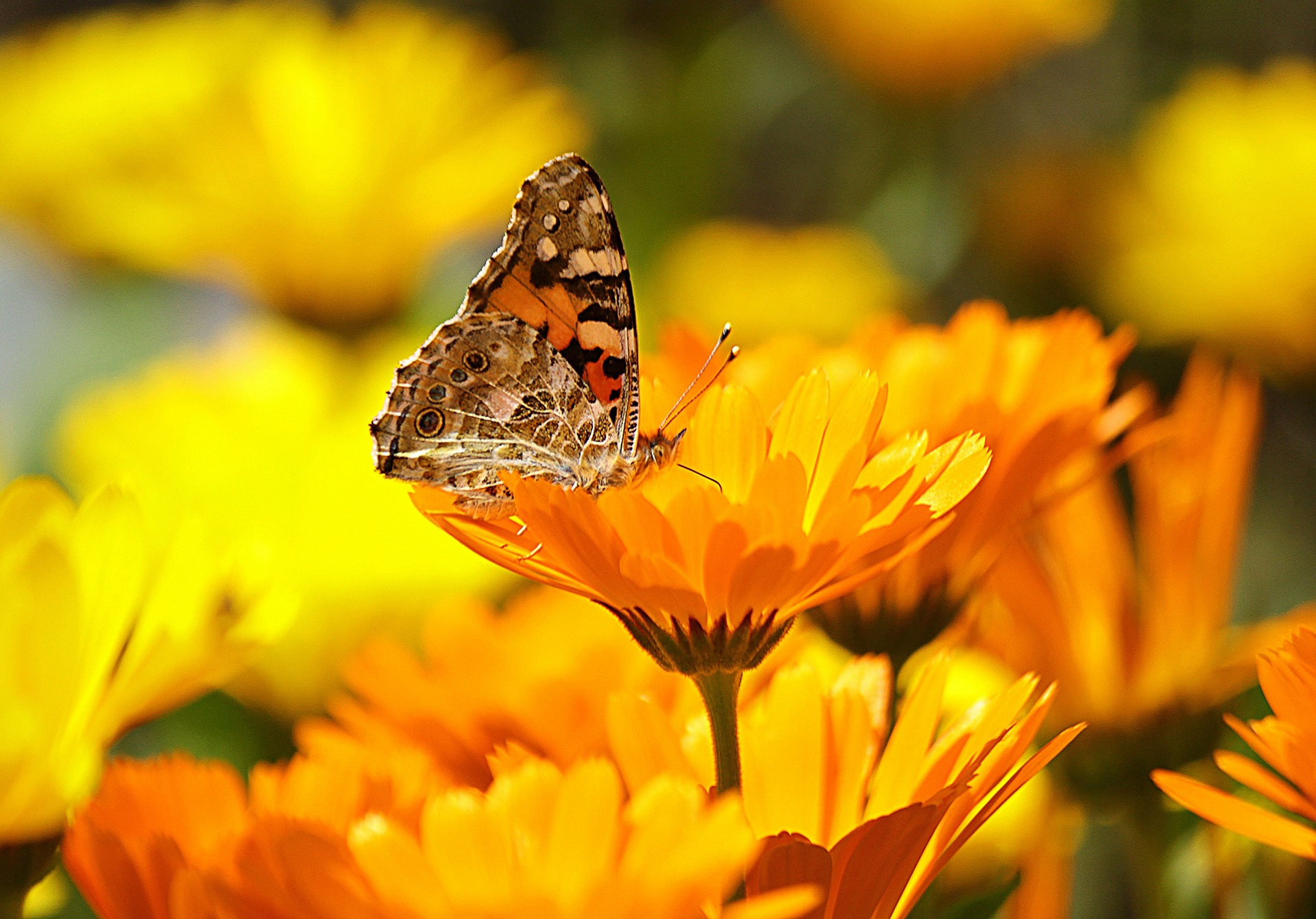 The Medicinal Uses and Health Benefits of Calendula Flower – WishGarden  Herbs