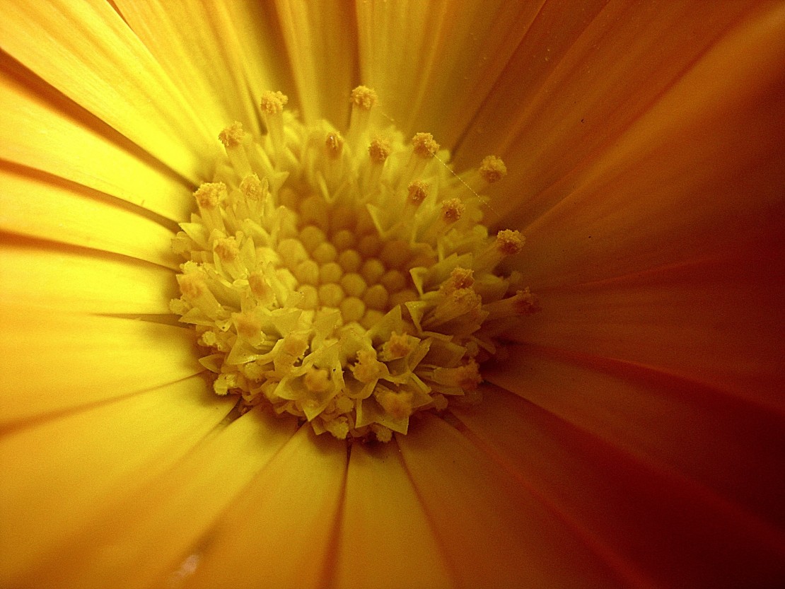 Calendula: Blossoms of the Sun Calendula officinalis — Cambridge Naturals