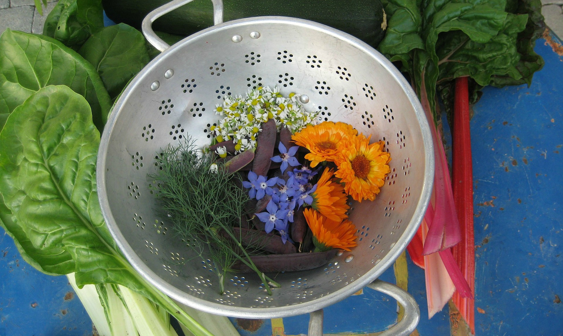 A Family Herb: Helpful Calendula Blossoms | Herbal Academy | Come learn all about calendula blossoms and how to use them in your family!