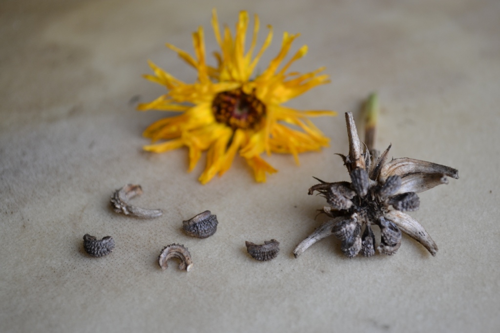 A Family Herb: Helpful Calendula Blossoms | Herbal Academy | Come learn all about calendula blossoms and how to use them in your family!