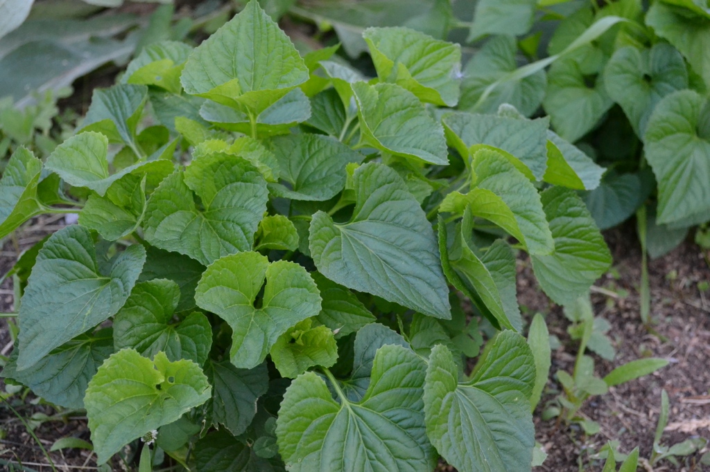 Creating a Local Materia Medica with Violet | Herbal Academy | Learn to study the valuable plants in your own backyard! Start by creating a local materia medica with violet. 